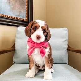 Iris - Tri-color female Australian Labradoodle puppy in Orlando, Florida from Delano Australian Labradoodles