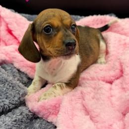 Girl 1 - Sable female Dachshund puppy in Spanaway, Washington from 11 Oaks Kennels