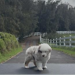 Remus - Red merle male Miniature American Shepherd puppy in Kamuela On The Big Island, Hawaii from Royal Hawaiian Aussies LLC
