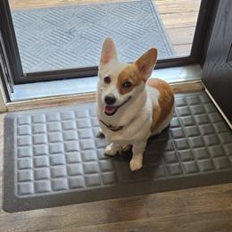 Patches - Pembroke Welsh Corgi