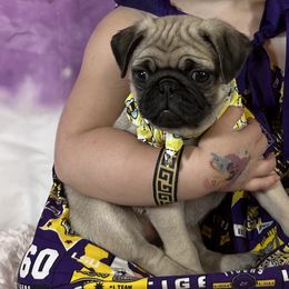 Pug Puppies from Lindsay’s Cenla Pugs!