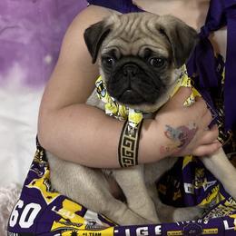 Pug Puppies from Lindsay’s Cenla Pugs!