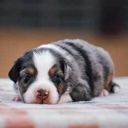 Buoy - Blue merle male Miniature American Shepherd puppy in Chocowinity, North Carolina from Foxtail Hollow