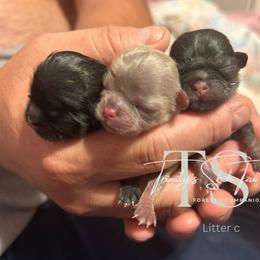 Shih Tzu Puppies from Trinity Shih Tzu
