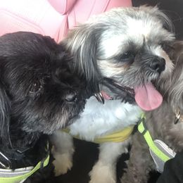 Shih Tzu All Grown Up from Jeanniebelle’s Sweet Shih Tzus