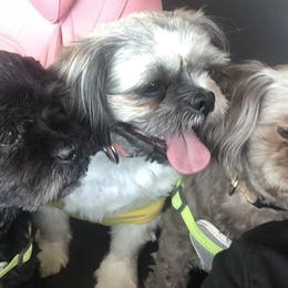 Shih Tzu All Grown Up from Jeanniebelle’s Sweet Shih Tzus