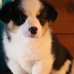 Pembroke Welsh Corgis from Kim Boyle's Pembroke Welsh Corgis