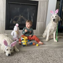 Golden Retriever All Grown Up from Amberidge Golden Retrievers