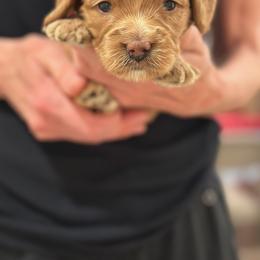 Girl 1 - Red female Australian Labradoodle puppy in Bend, Oregon from High Desert Labradoodles