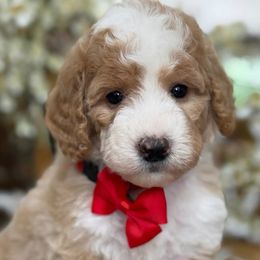 Nancy - Red female Bernedoodle puppy in Yuciapa, California from AlltheDoodlez_