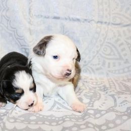 Miniature Australian Shepherd Puppies from Broken T Australian Shepherds