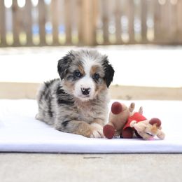 Australian Shepherd Puppies from Fairytail Aussies