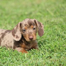 Dachshund Puppies from Mom's Dachshunds