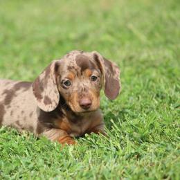 Dachshund Puppies from Mom's Dachshunds
