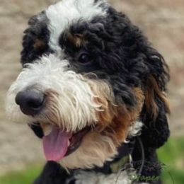 Gus - Bernedoodle