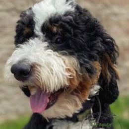 Gus - Bernedoodle