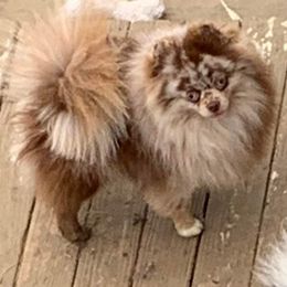 Buster - Pomeranian