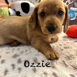 Ozzie - Dachshund puppy from The Dachshund Barn