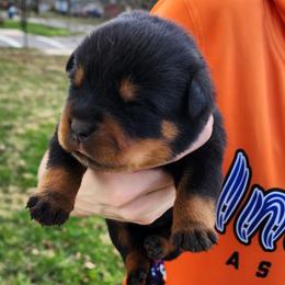 Female 1 Vom Jager Haus - Black and mahogany female Rottweiler puppy in Reynoldsburg, Ohio from Vom Jager Haus Rottweilers
