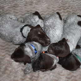 German Shorthaired Pointer Puppies from Ninemire Farm