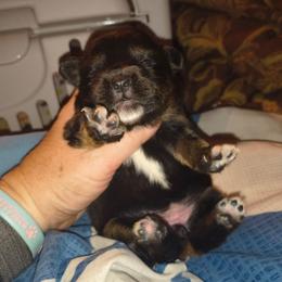 Bam Bam black tri girl - Black tri female Toy Australian Shepherd puppy in Madisonville, Tennessee from LaRose Farms Kennels