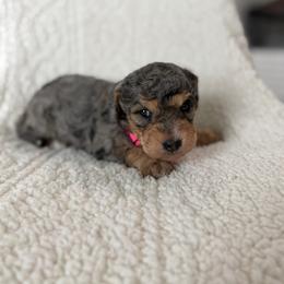 Sunny - Merle female Bernedoodle puppy in Loxahatchee, Florida from SR. Doodle pupps