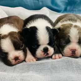 Boston Terriers and French Bulldogs from Billick's Bostons