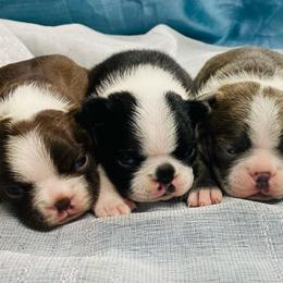 Boston Terriers and French Bulldogs from Billick's Bostons