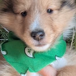Shetland Sheepdogs from Renegade Winds