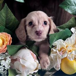 Sora - Cream female Dachshund puppy in Dothan, Alabama from Little House Pups