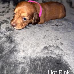Hot pink girl - Red female Dachshund puppy in Campbell, Texas from Blooming Grace Homestead