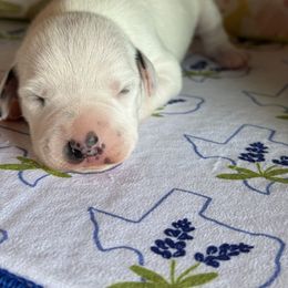 Female picking spot 1 - White and liver brown female Dalmatian puppy in Hawkins, Texas from Snow Dalmatians