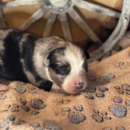 Paul - Blue merle male Miniature Australian Shepherd puppy in California from Eagle River Aussies
