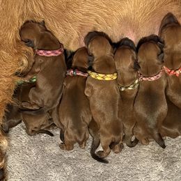Irish Terrier and Scottish Terrier Puppies from Avonlea Terriers