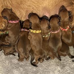 Irish Terrier and Scottish Terrier Puppies from Avonlea Terriers