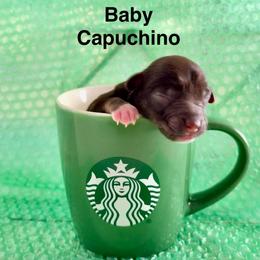 Capuchino - Liver male Miniature Schnauzer puppy in Deltona, Florida from LIZ FANCY SCHNAUZERS