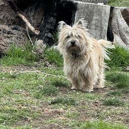 Peanut - Cairn Terrier