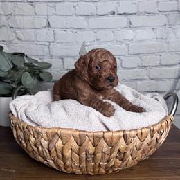 Boy 1 Pick- Med. Goldendoodle - Red  male Goldendoodle puppy in Piedmont, South Carolina from The Farm at Saluda Ridge