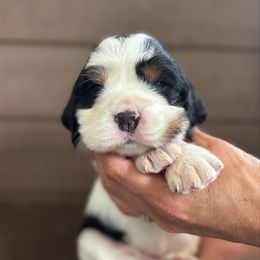 Woody - Black white and tan male English Springer Spaniel puppy in Robesonia, Pennsylvania from Rogue Mountain Manor