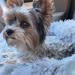 Everest - Yorkshire Terrier