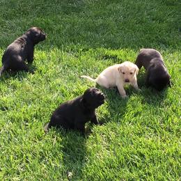 Bernedoodles and Bernese Mountain Dogs from J&B Doodles
