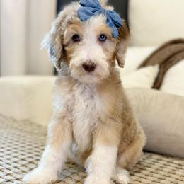 Velvet - Merle female Sheepadoodle puppy in Argillite, Kentucky from DeAnna’s Doodles
