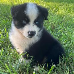 Blue eyes - Black tri-color male Australian Shepherd puppy in Copperhill, Tennessee from Tuff Country Farm