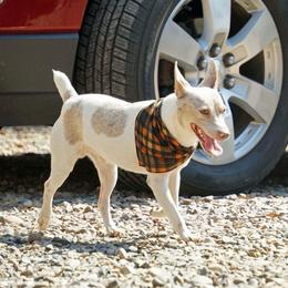 Cheech - White and fawn male Rat Terrier puppy in Atlanta, Texas from CaliRats Rat Terriers