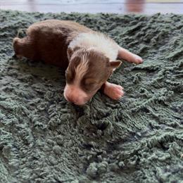 Kiara - Red tri-color female Australian Shepherd puppy in Stillwater, Oklahoma from Brush Creek Australian Shepards