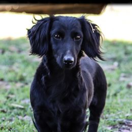 Louie - Dachshund