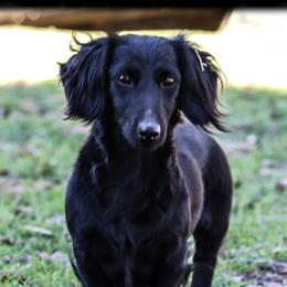 Louie - Dachshund