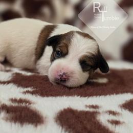 Poppy - White and tan female Russell Terrier puppy in Harvel, Illinois from Ruff and Tumble Russell Terriers