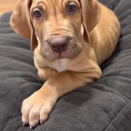 Sunflower - Sunny - Fawn male Great Dane puppy in Norton, Ohio from Guilty Pleasure Great Danes & Frenchies