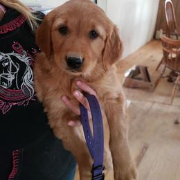 Purple - Dark golden female Golden Retriever puppy in Merino, Colorado from High Plains Goldens